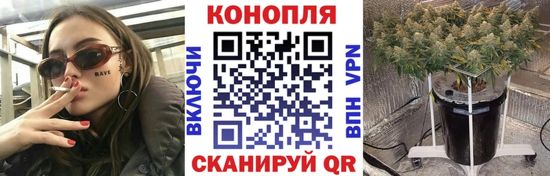 Канабис OG Kush Клинцы